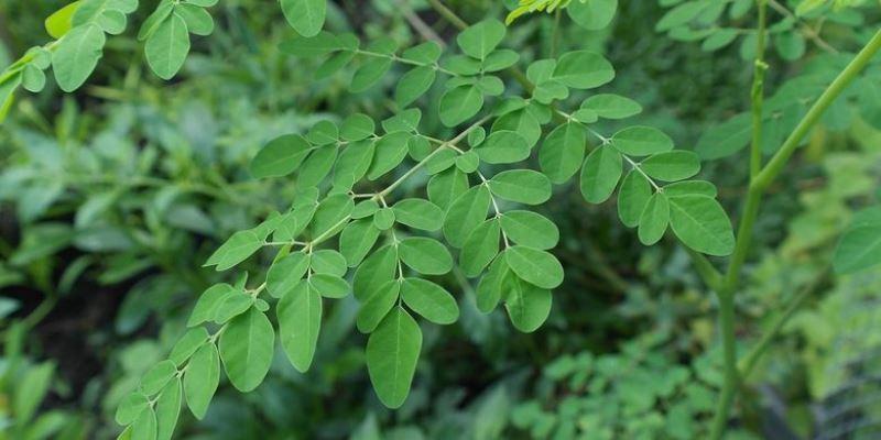 Kelor, Tanaman yang Dipercaya Masyarakat Tulungagung Sebagai Tanaman Ajaib