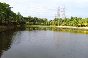 Situ Asih Pulo Subang