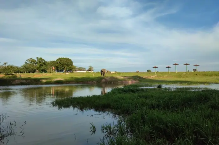 Taman Nasional Way Kambas, Taman yang Menjadi Rumah Bagi Gajah Sumatera